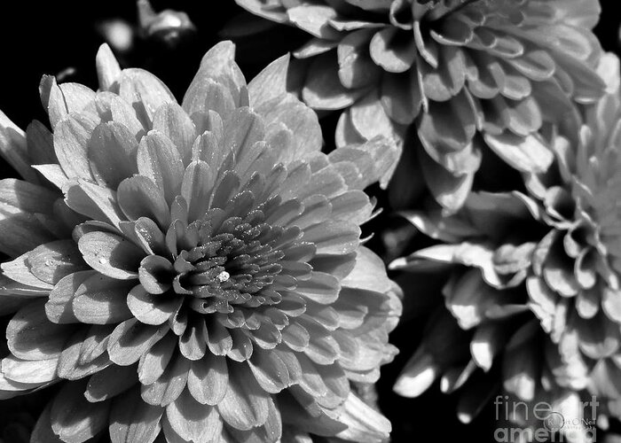 Chrysanthemums Greeting Card featuring the photograph Chrysanthemum in Black and White by Robert ONeil