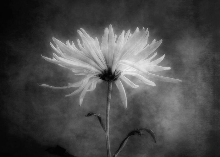 Chrysanthemums Greeting Card featuring the photograph Chrysanthemum in Black and White by Louise Kumpf