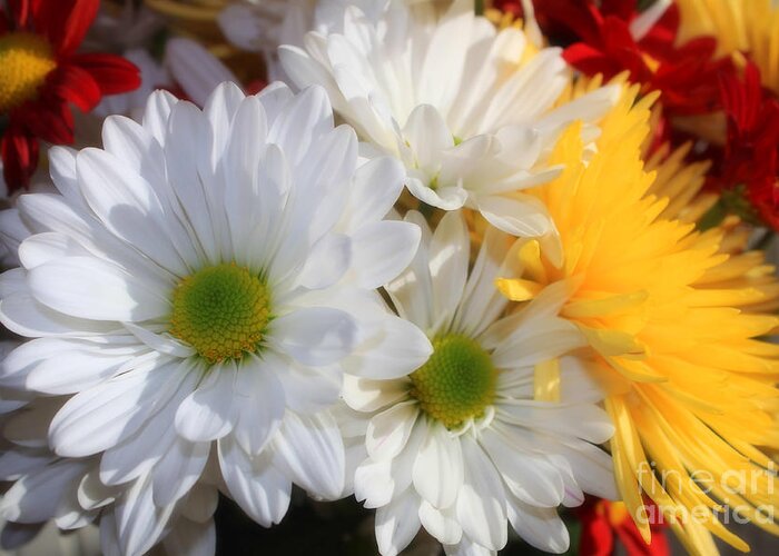 Chrsysanthemums Greeting Card featuring the photograph Chrysanthemum Punch by Cathy Beharriell