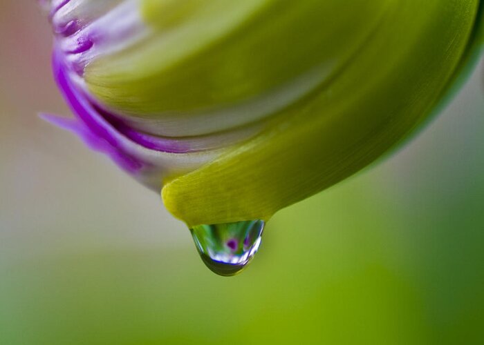  Print Greeting Card featuring the photograph Raindrop Bud by Diane Fifield