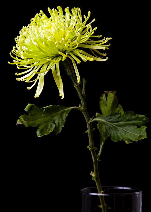 Green Greeting Card featuring the photograph Chrysanthemum by Sennie Pierson