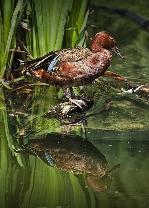 Art Greeting Card featuring the photograph Cinnamon Teal Duck with Reflection by Randall Nyhof