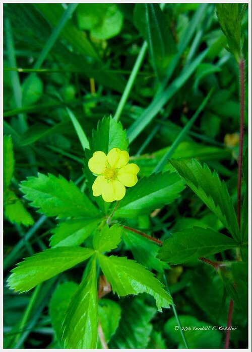  Yellow Greeting Card featuring the photograph Cinqfoil Beauty by Kendall Kessler