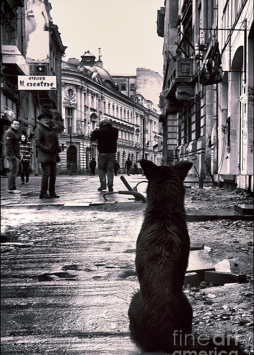 City Streets Waiting Dog Vintage Bucharest Old Town Street Canvas Greeting Card featuring the photograph City streets and The Theory of Waiting by Daliana Pacuraru