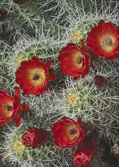 Capitol Greeting Card featuring the photograph Claret Cactus - Vertical by Gregory Scott