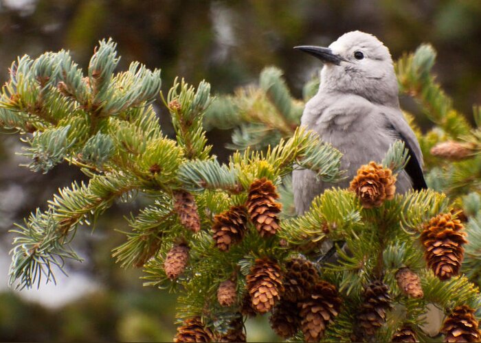 Clark's Nutcracker Greeting Card featuring the photograph Clark's Nutcracker in Pine Tree by Natural Focal Point Photography
