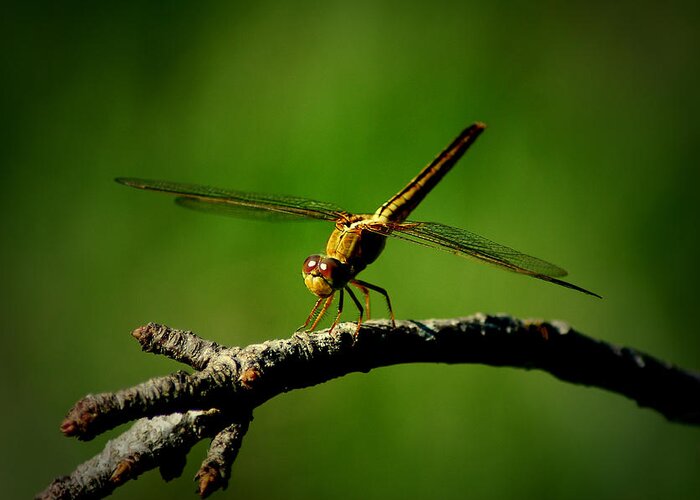 Dragonfly Greeting Card featuring the photograph Clear For Takeoff by David Weeks
