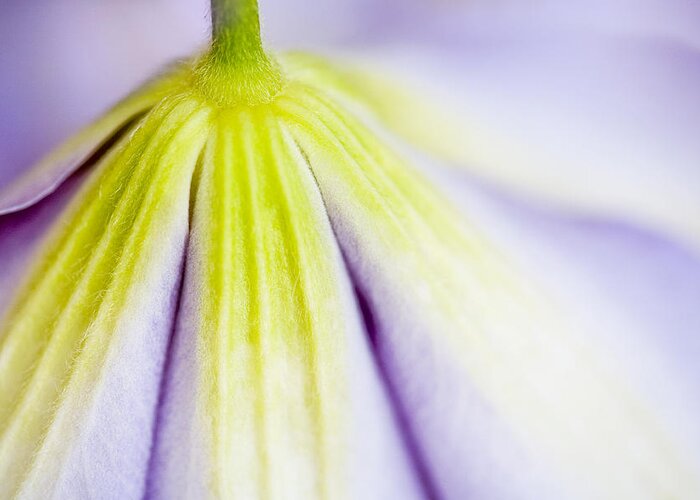 Flower Greeting Card featuring the photograph Clematis Flower I by Natalie Kinnear