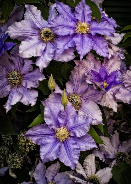 Clematis Greeting Card featuring the photograph Clematis V by Wayne Meyer