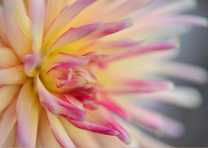 Dahlia Greeting Card featuring the photograph Cliff's Dahlia by Kathy Paynter