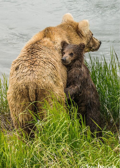 Alaska Greeting Card featuring the photograph Clinging to mom by Joan Wallner