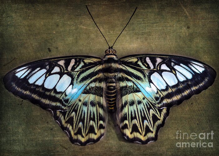 Clipper Butterfly Greeting Card featuring the photograph Clipper Butterfly by Tamara Becker