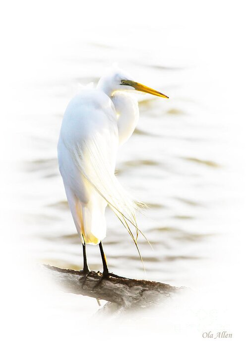Egret Greeting Card featuring the photograph Cloaked and Wrapped by Ola Allen