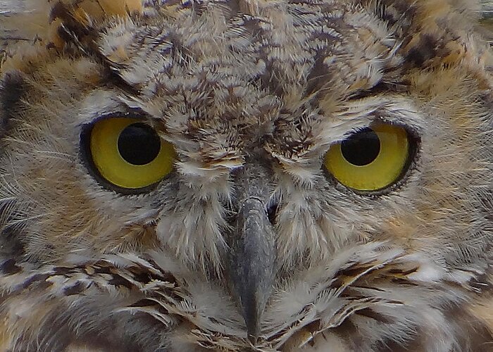 Great-horned Owl Greeting Card featuring the photograph Close-up by Blair Wainman