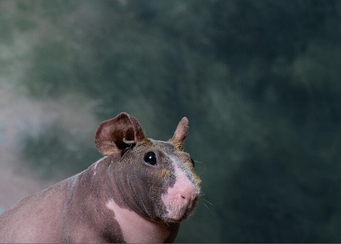 Photography Greeting Card featuring the photograph Close-up Of A Skinny Pig by Panoramic Images