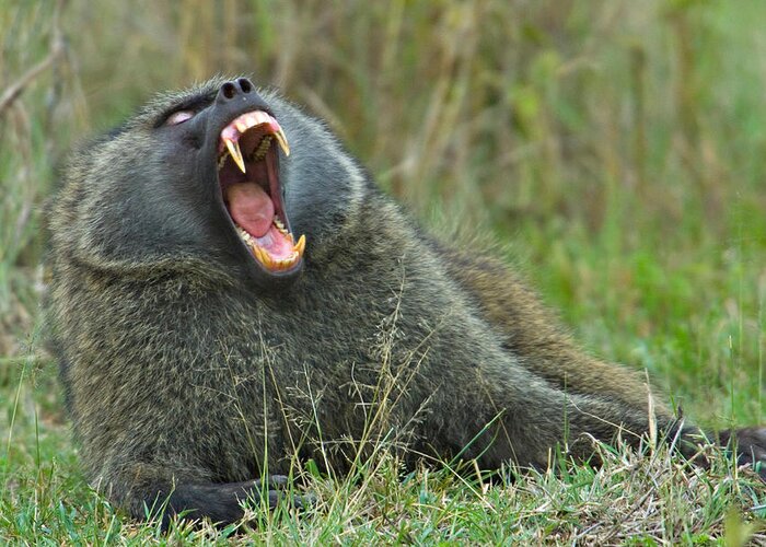 Photography Greeting Card featuring the photograph Close-up Of An Olive Baboon Yawning by Panoramic Images