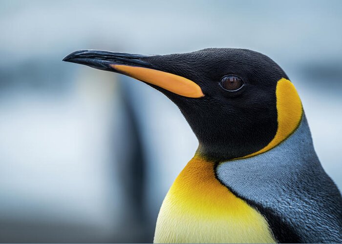 Antarctic Greeting Card featuring the photograph Close Up Of King Penguin Aptenodytes by Nick Dale