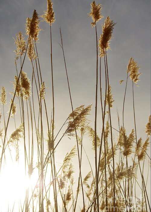 Photography Greeting Card featuring the photograph Closer to Home by Vicki Pelham