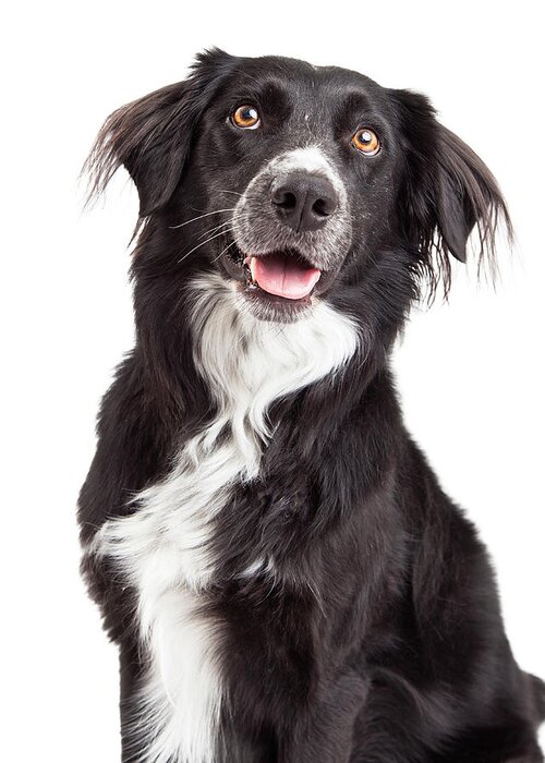 Animal Greeting Card featuring the photograph Closeup of Border Collie Mix Breed Dog by Good Focused