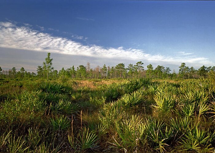 Blue Sky Greeting Card featuring the photograph Cloud Line and Palmetto. Triple N Ranch.  by Chris Kusik