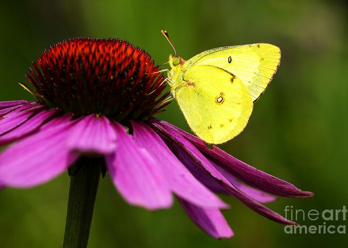 Clouded Sulphur Greeting Card featuring the photograph Clouded Sulphur on Echinacea by Thomas R Fletcher