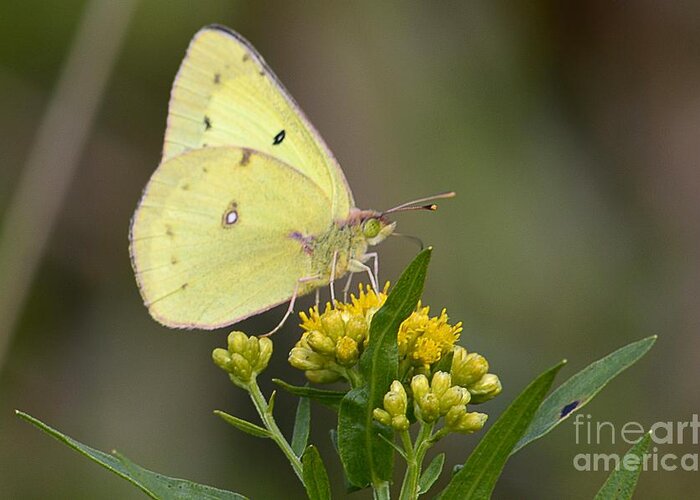 Wildlife Greeting Card featuring the photograph Clouded Sulphur by Randy Bodkins