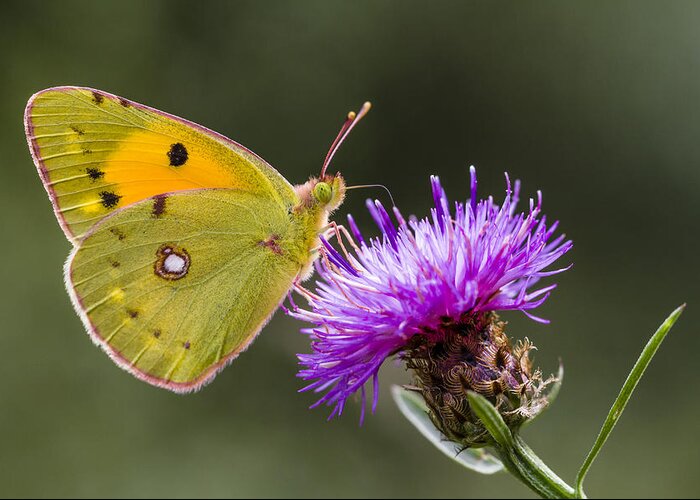 Nis Greeting Card featuring the photograph Clouded Yellow Butterfly Feeding by Alex Huizinga