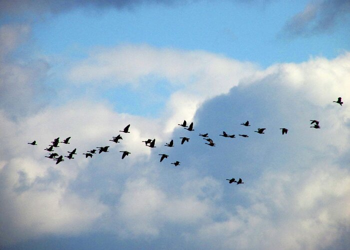 Geese Greeting Card featuring the photograph Clouds and Migration by Kimberly Mackowski