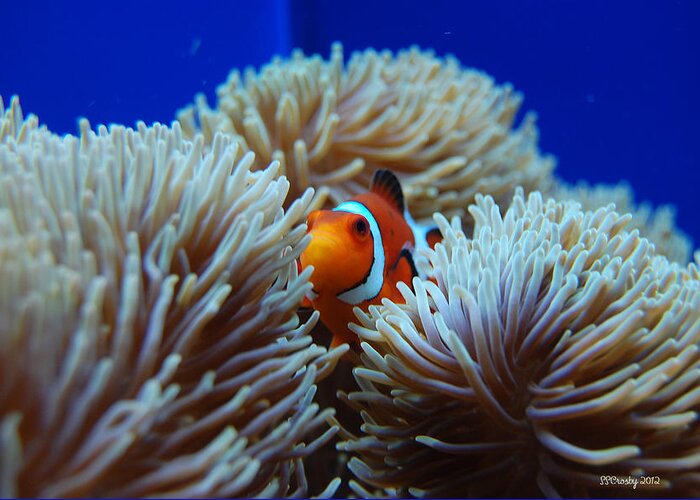 Clown Fish Greeting Card featuring the photograph Clown Fish in Sea Anemone by Susan Stevens Crosby