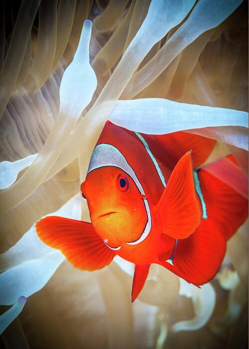 Anemone Greeting Card featuring the photograph Clownfish Defends His White Anemone by Jan Abadschieff