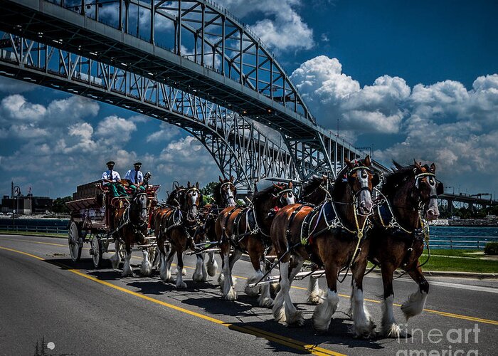 Clydesdale's Greeting Card featuring the photograph Clydesdales and Blue water Bridges by Ronald Grogan