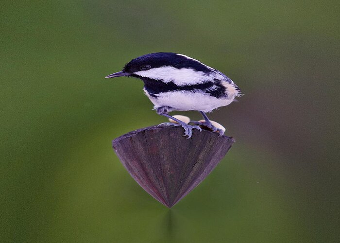 Coal Tit Greeting Card featuring the photograph Coal Tit The King by Jouko Lehto