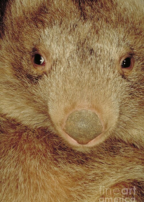 Vertical Greeting Card featuring the photograph Coarse Haired Wombat, Australia by Art Wolfe