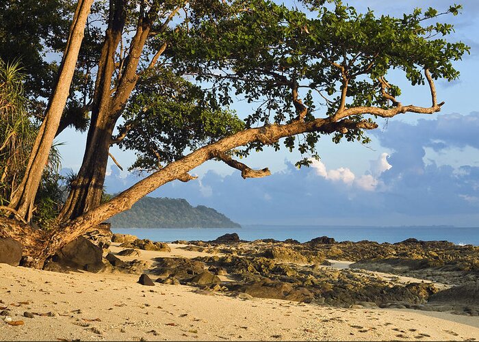 Feb0514 Greeting Card featuring the photograph Coastal Rainforest Havelock Isl India by Konrad Wothe