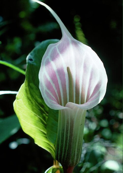 Arisaema Candidissimum Greeting Card featuring the photograph Cobra Lily (arisaema Candidissimum) by Dr Jeremy Burgess/science Photo Library
