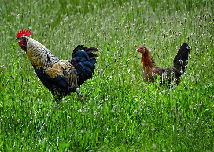 Countryside Greeting Card featuring the photograph Cock-a-doodle-doo by Steven Michael