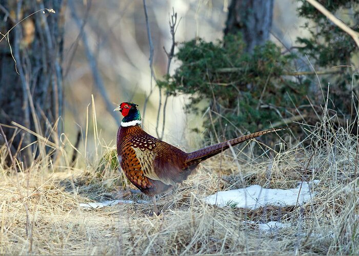 Cock Pheasant Greeting Card featuring the photograph Cock Pheasant by Torbjorn Swenelius