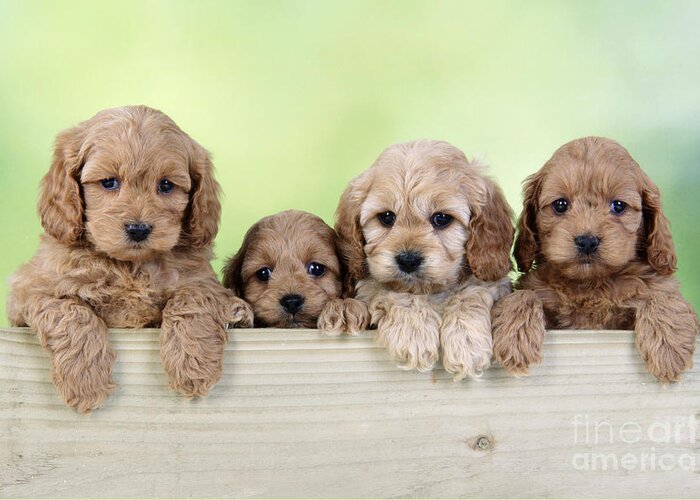 Dog Greeting Card featuring the photograph Cockapoo Puppy Dogs by John Daniels