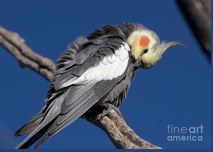 Nymphicus Hollandicus Greeting Card featuring the photograph Cockatiel - Canberra - Australia by Steven Ralser