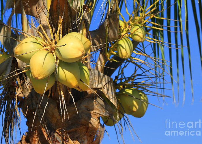 Coconut Palm Greeting Card featuring the photograph Coconut 2 by Teresa Zieba