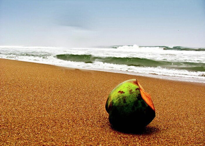 Tranquility Greeting Card featuring the photograph Coconut On Sandy Beach With Waves And by Amlan Mathur