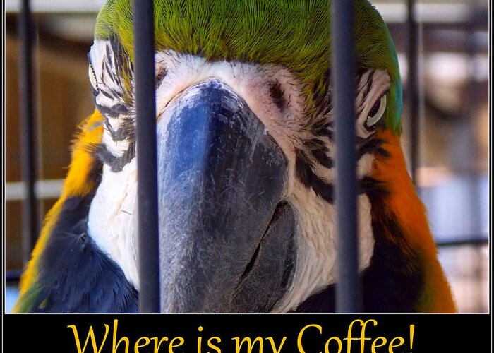 Parrot Greeting Card featuring the photograph Coffeee by Sheri McLeroy