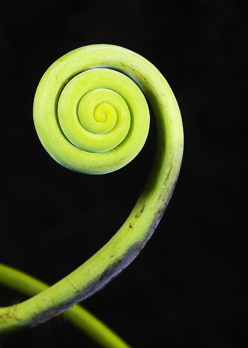 Feb0514 Greeting Card featuring the photograph Coiled Vine Dominican Republic by Kevin Schafer