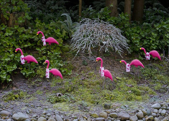 Wall Art Greeting Card featuring the photograph Cold Pink Flamingos by Ron Roberts