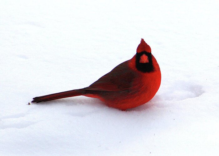 Cardinal Greeting Card featuring the photograph Cold Seat by Alyce Taylor