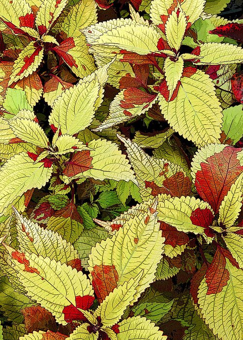 Coleus Greeting Card featuring the photograph Coleus Detail by Rob Huntley