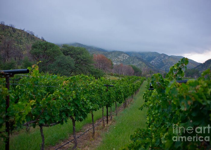 Colibri Vineyards Greeting Card featuring the photograph Colibri Vineyards by Kent Nancollas