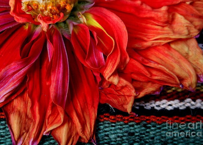 Dahlia Greeting Card featuring the photograph Color Power by Jeanette French