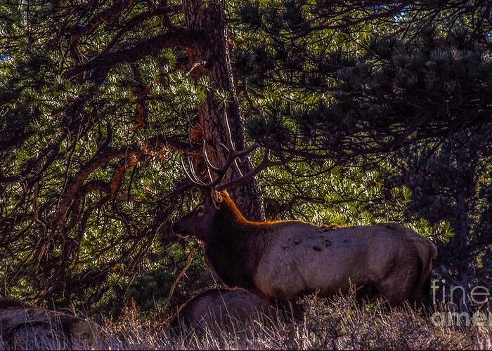 Elk Greeting Card featuring the photograph Colorado Bull Elk 2 by Jesse Post