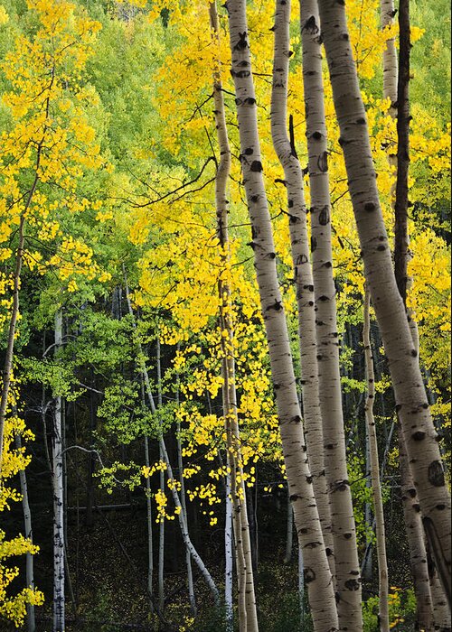 Aspen Greeting Card featuring the photograph Colorado Changing Two by Eric Rundle